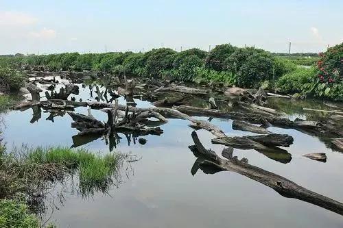 廣州十大看海最佳地方,海鷗島風景優美,如詩如畫|海鷗島|石樓鎮|市橋