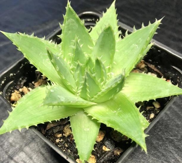 螺旋芦荟该怎样养护?盆栽注意这些细节,女王范十足!