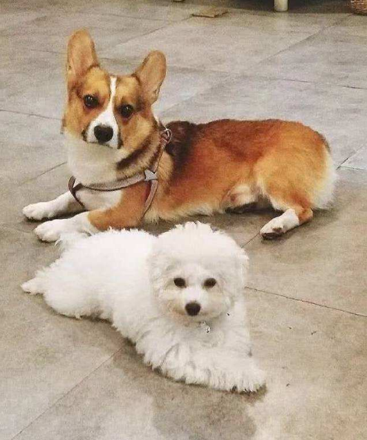 如果在柯基犬和比熊犬之间,一定要选一个,我选择比熊犬