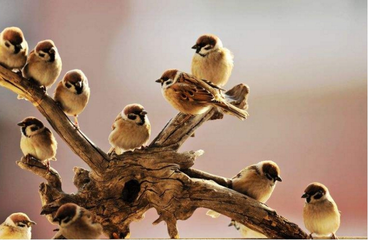 麻雀随处可见,麻雀的尸体却鲜少看到,这是为什么?