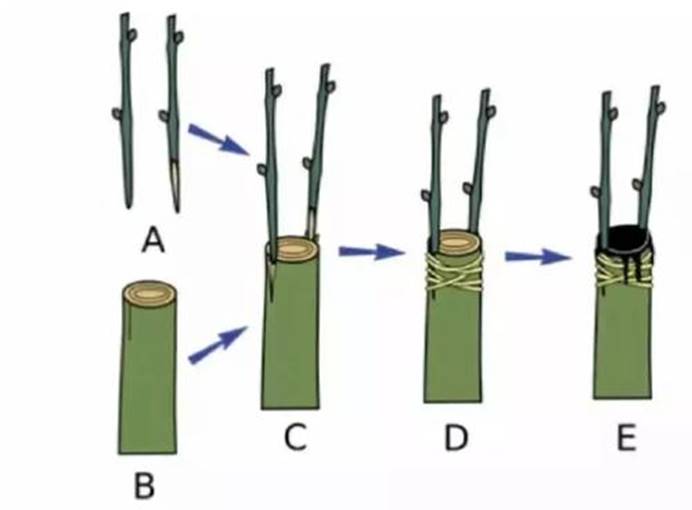 研究员找到"媒婆",它可让苹果树长出番茄,跨物种嫁接将成现实