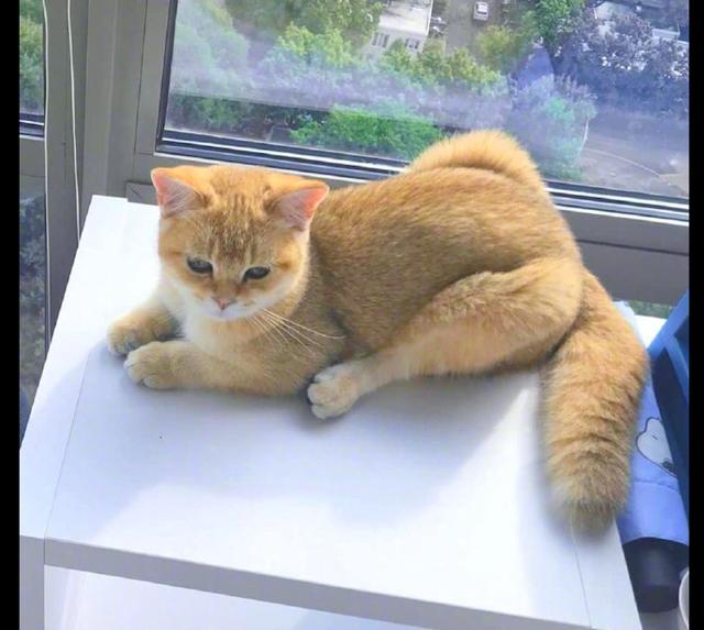 这一天网友在家里休息,而猫咪就趴在桌子上陪着主人.