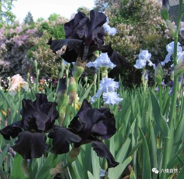 以上,温度不能太低,潮湿及霜都会影响其生长等,所以要欣赏黑花鸢尾,最
