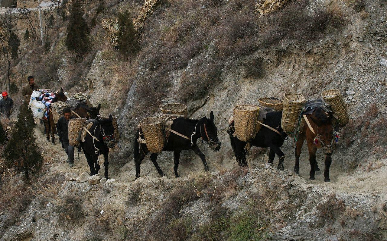 80后"骡马队"夫妻,在悬崖峭壁上挣钱养家,月收入高达4万