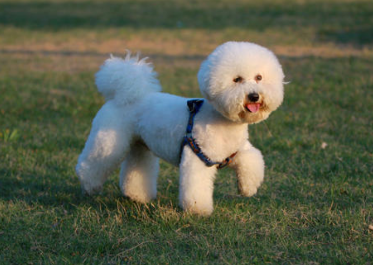 如果在柯基犬和比熊犬之间,一定要选一个,我选择比熊犬