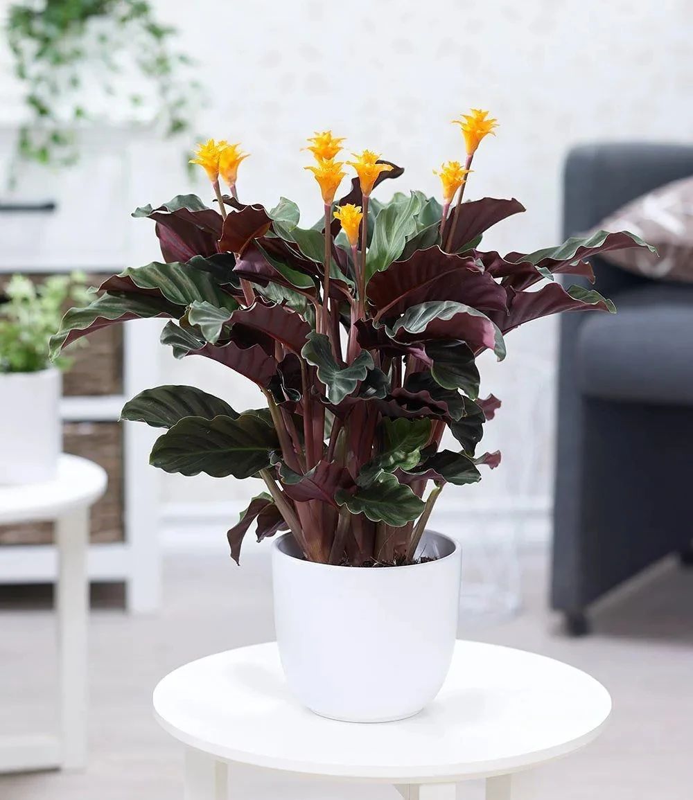 办公室和家里适合养那些盆栽绿植呢?