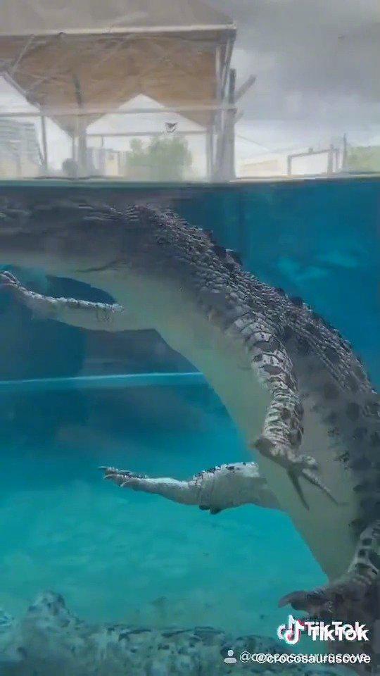 鳄鱼游泳的姿势太沙雕了