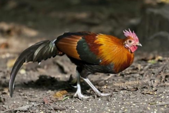 8块骨骼化石揭开真相,远古野鸡甘愿被人类驯化,其实另有原因