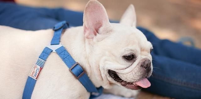 法豆口腔溃疡能自愈吗