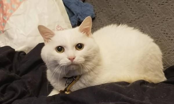 15岁白猫为了吃的“不择手段”，得不到就捣乱，摆脸皱眉给主人看休闲区蓝鸢梦想 - Www.slyday.coM