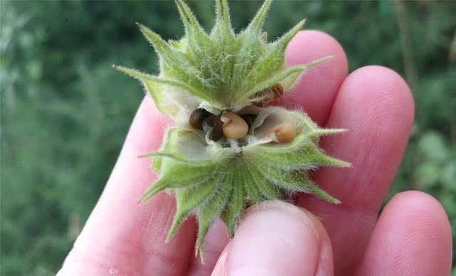 曾经是农村孩子的零食,农民却经常用来炖肉|耳鸣|炖肉|麻子_新浪新闻