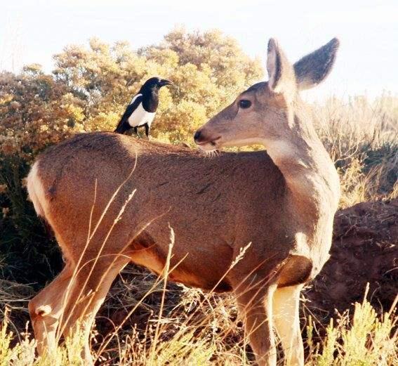 动物的共生——大自然的自然之道,也是最“奇妙”的现象之一
