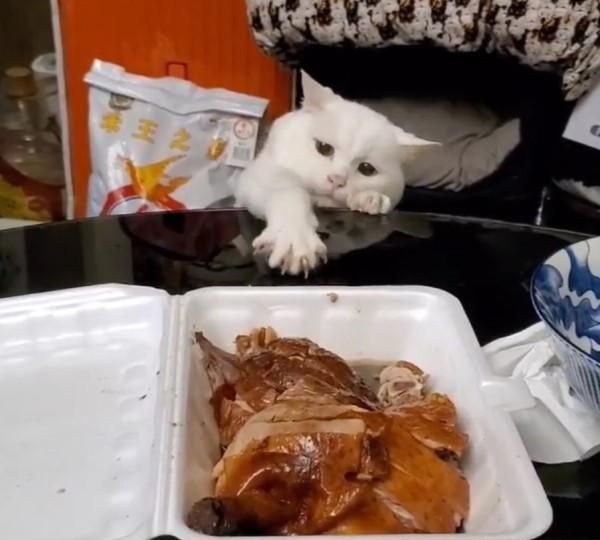 15岁白猫为了吃的“不择手段”，得不到就捣乱，摆脸皱眉给主人看休闲区蓝鸢梦想 - Www.slyday.coM