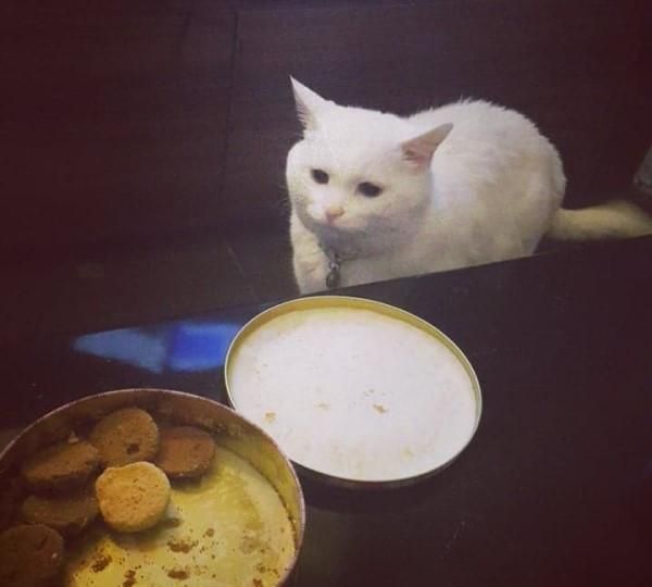 15岁白猫为了吃的“不择手段”，得不到就捣乱，摆脸皱眉给主人看休闲区蓝鸢梦想 - Www.slyday.coM