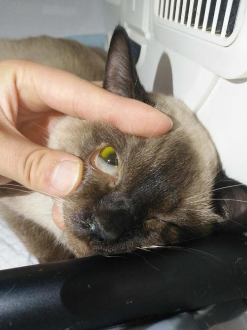 猫咪变黄了到底是怎么回事呢?