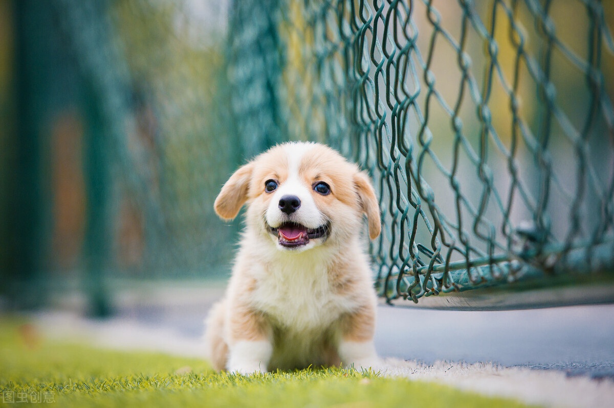 养柯基到底有多欢乐?看完这篇你就知道啦|柯基|柯基犬|狗狗_新浪新闻