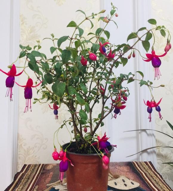 阳台养花必备1盆灯笼花开花200天秋冬季节也能爆开