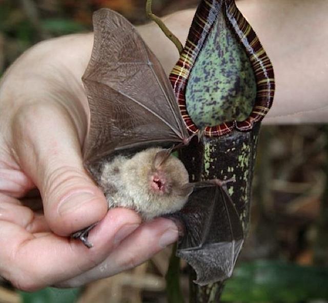 动物的共生大自然的自然之道也是最奇妙的现象之一