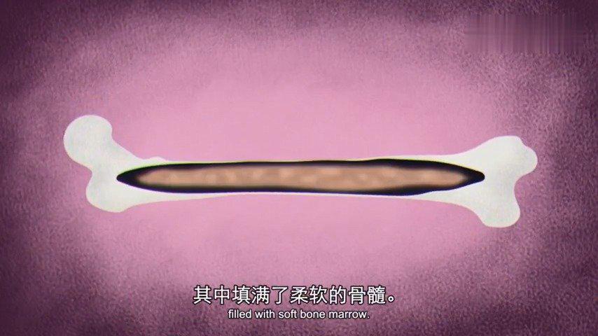TED教育：骨骼如何造血？（中英文字幕）|白血病|新知|骨头|史密斯|淋巴癌_新浪新闻