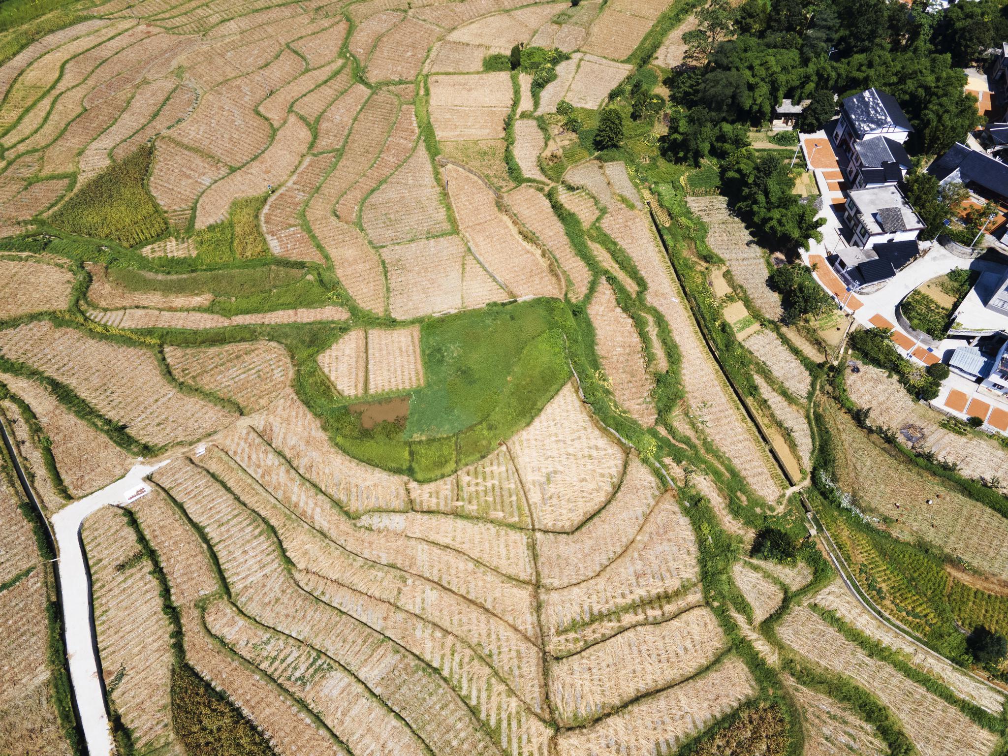 8月26日在贵州省遵义市汇川区团泽镇团泽居拍摄的高粱种植基地(无