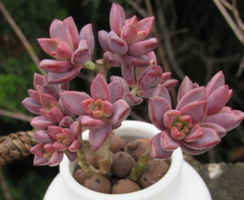 夏天养姬胧月,了解几个要点,一次开花两种色,好看好养爆出满盆