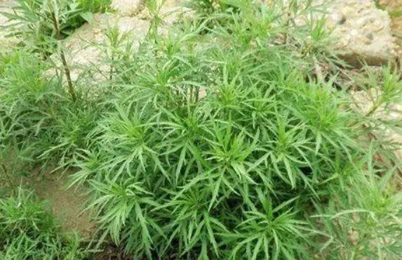 8月宁肯不吃肉也要给孩子吃这种野菜钙含量是牛奶的7倍