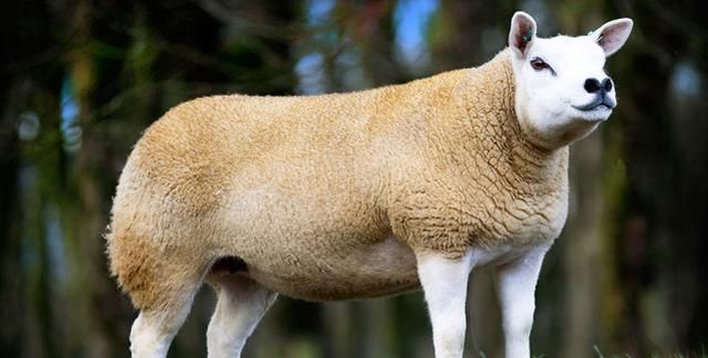 苏格兰一绵羊拍出332万元天价,光听名字就很贵气