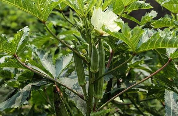 黄秋葵增加食欲,美容护肤,如何收获高产优质的黄秋葵,只需四点