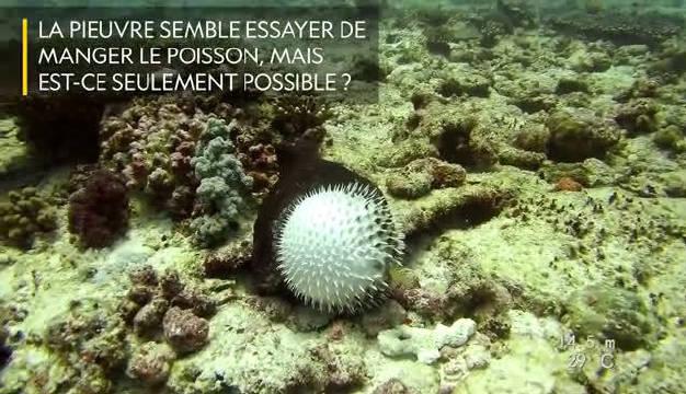 14 01:14 为您推荐: "家养"的裸胸鳝 为您推荐: 剑吻鲨可弹可缩的口部