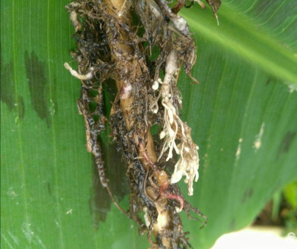 怎么防治香蕉根结线虫?这篇文章告诉你