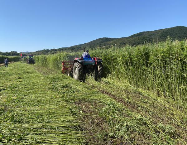 专家学者齐聚和顺 火麻产业"种"出红火日子