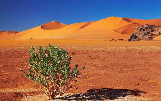 撒哈拉沙漠干旱缺水却依然有人离不开这里三千人在此生活