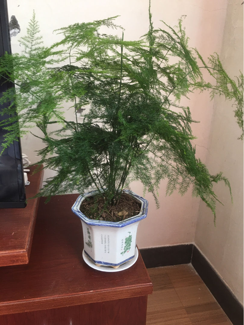 初秋文竹叶子发黄剪一刀多通风呼呼长出小嫩芽