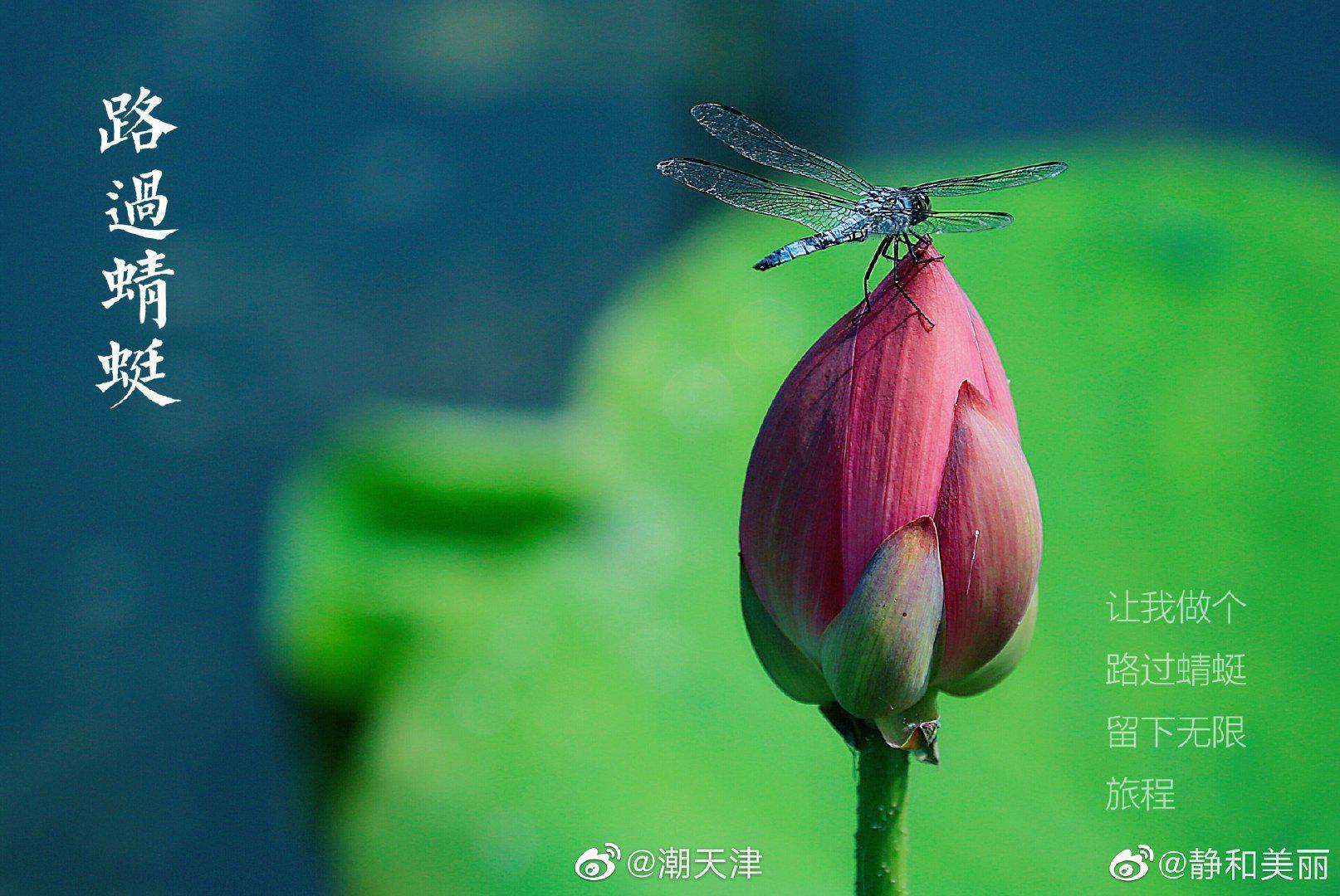 小荷才露尖尖角,早有蜻蜓立上头(by@静和美丽 )