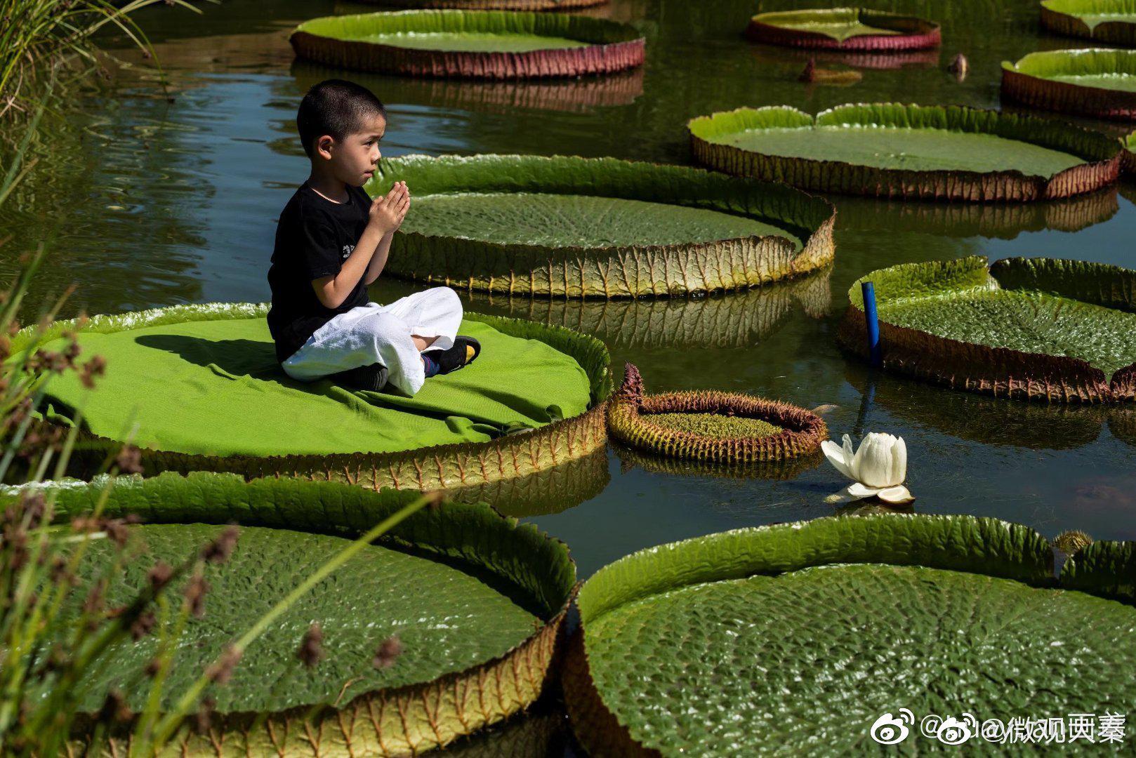 西安植物园萌娃坐王莲