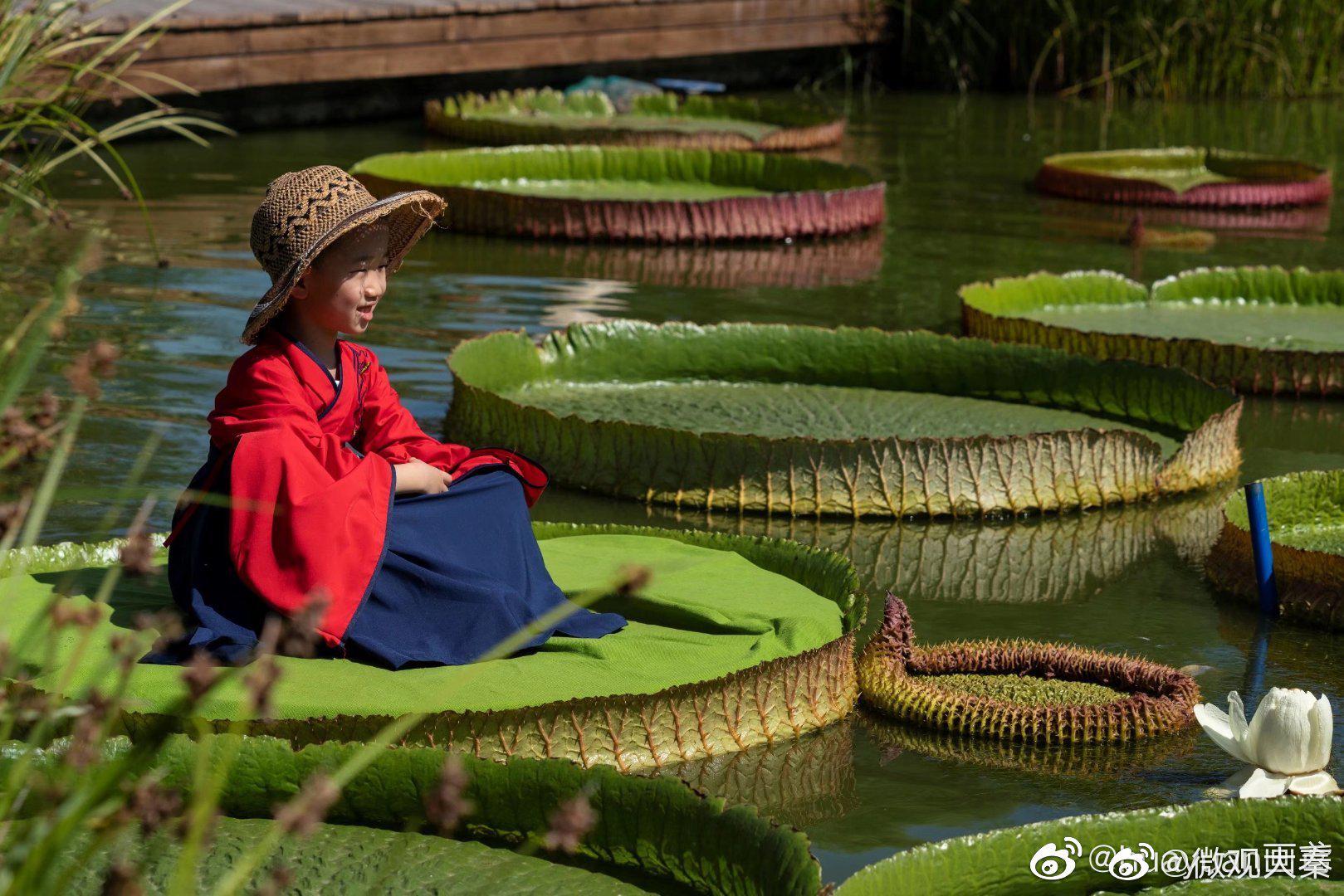 西安植物园萌娃坐王莲