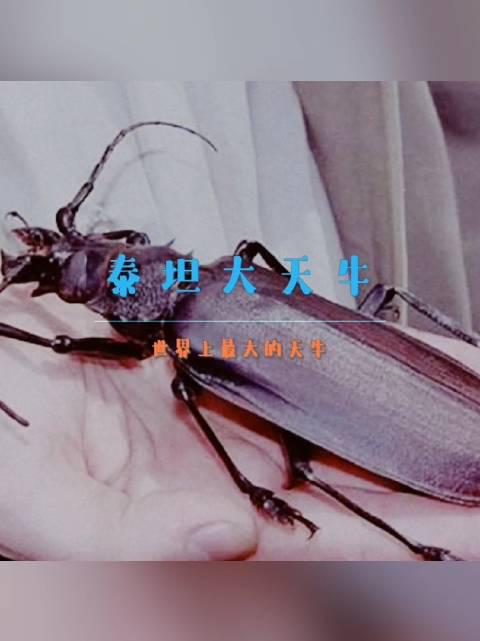 世界上最大的天牛——泰坦大天牛.体长可达200mm