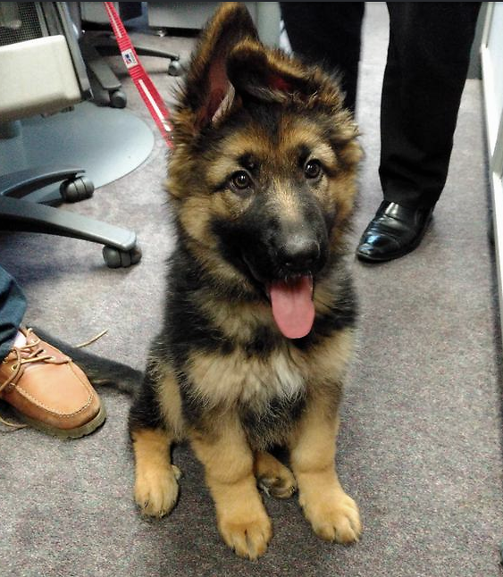 威风凛凛严肃认真的德牧小时候竟然这么萌20张图带你撸狗啦