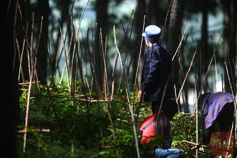 凉山战报丨凉山深处的产业园 真菌当做宝贝用