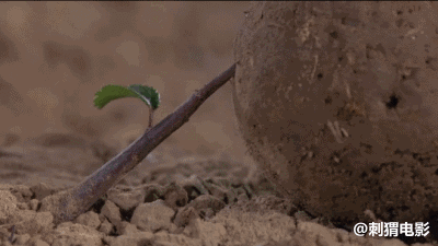 20年前,人类偷拍的昆虫野合影片,看完竟被治愈了|微观世界|天牛|瓢虫