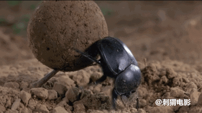 20年前,人类偷拍的昆虫野合影片,看完竟被治愈了|微观世界|天牛|瓢虫