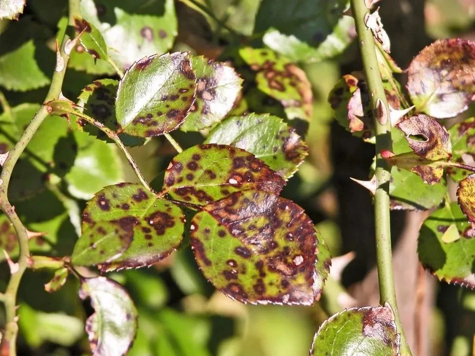 月季花夏季的修剪施肥和防治病虫害攻略远离红蜘蛛黑斑病