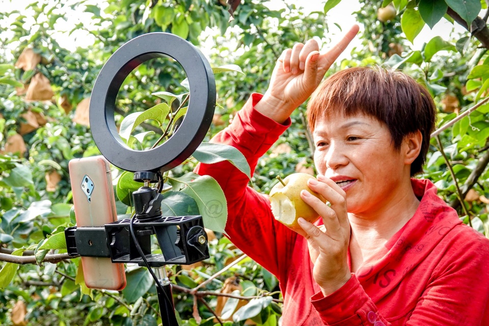 48岁农家女:果园直播每天卖梨500公斤,农产品销售有了新途径|果园|农