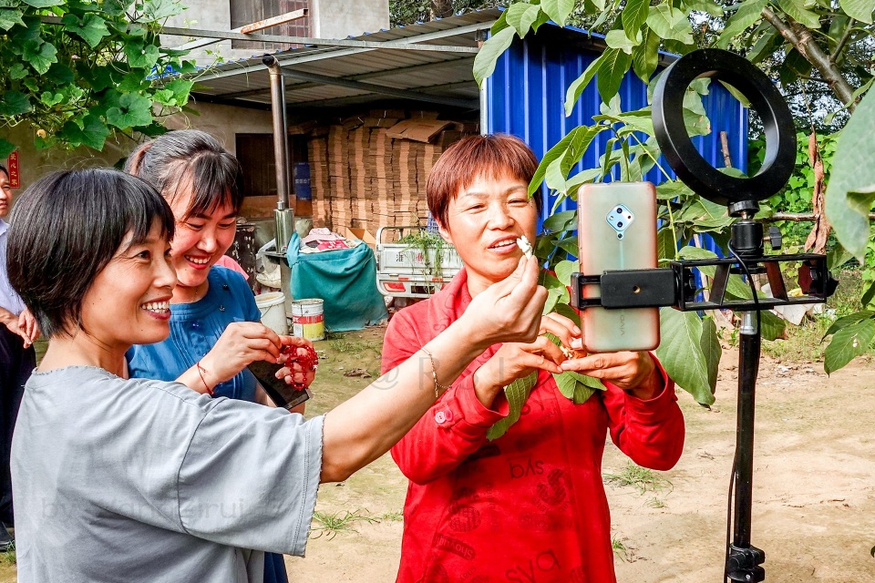 48岁农家女:果园直播每天卖梨500公斤,农产品销售有了新途径|果园|农