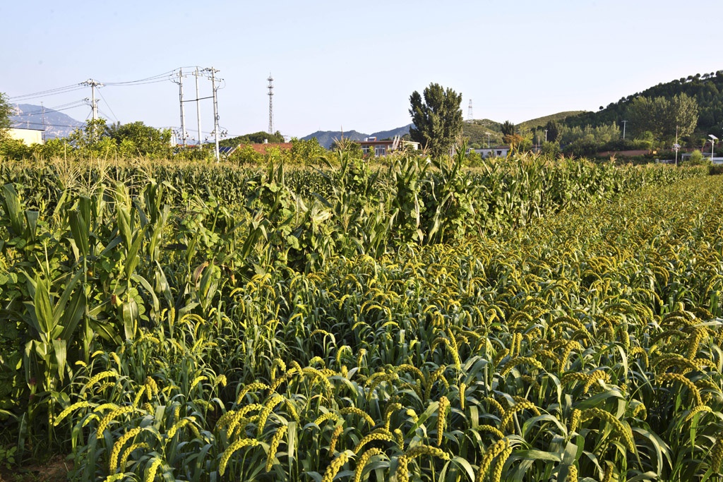 金叵罗村因村庄周围低丘环绕,形似笸箩,又盛产小米,因此被称为"金笸箩