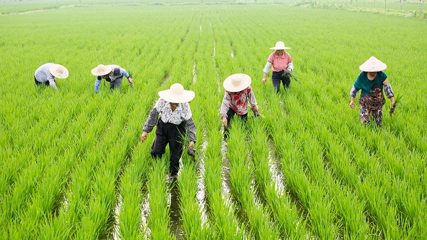 水稻专题2020年直播稻该怎么种掌握技术很重要