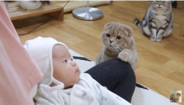 小猫咪看到刚出生的小主人, 它的表情亮了, 简直不要太搞笑休闲区蓝鸢梦想 - Www.slyday.coM