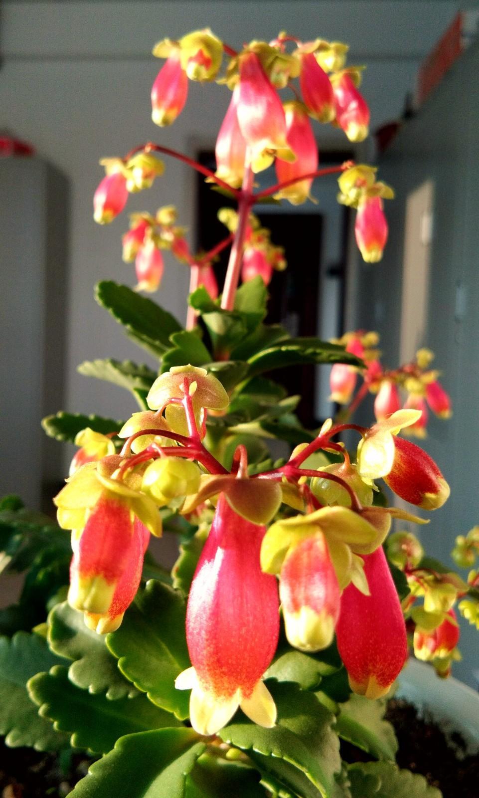 呆萌宫灯长寿花,俏皮可爱,养好了"灯笼"长满盆!