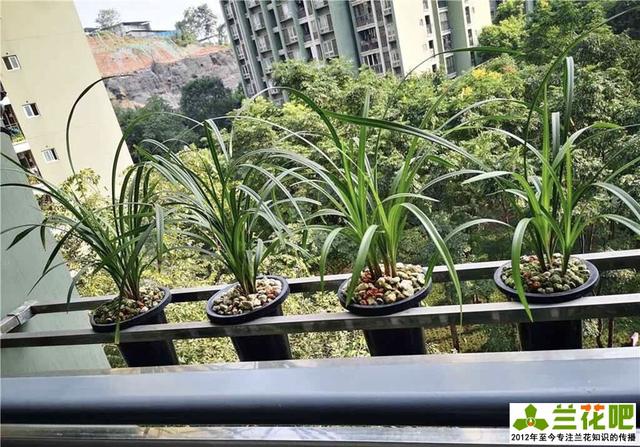 封闭式的阳台,这样可以减少灰尘和噪音带来的污染,为兰花的种养创造了