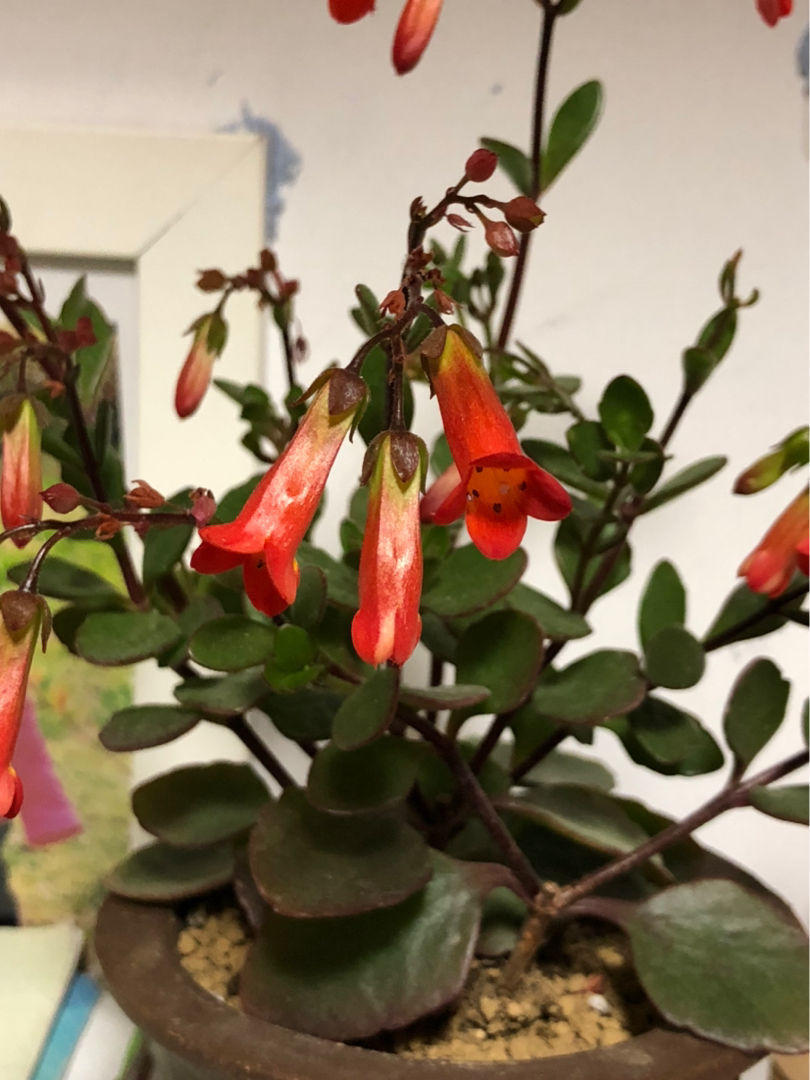 呆萌宫灯长寿花,俏皮可爱,养好了"灯笼"长满盆!